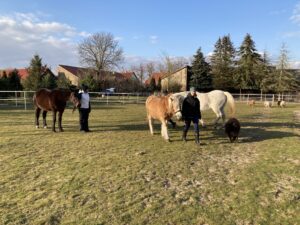 Bodenarbeit beim Pferdeführerschein Umgang 2022