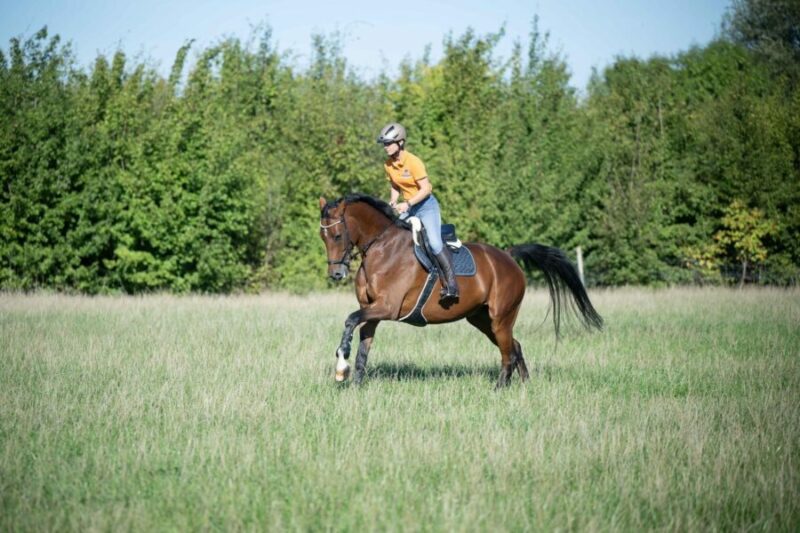 Wie läuft es beim Reiten? Bist Du auf dem Weg, deine Ziele erreichen zu können?