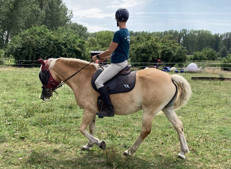 Eine bewegliche Hüfte ist wichtig für die Ausrichtung des Beckens auf dem Pferd.