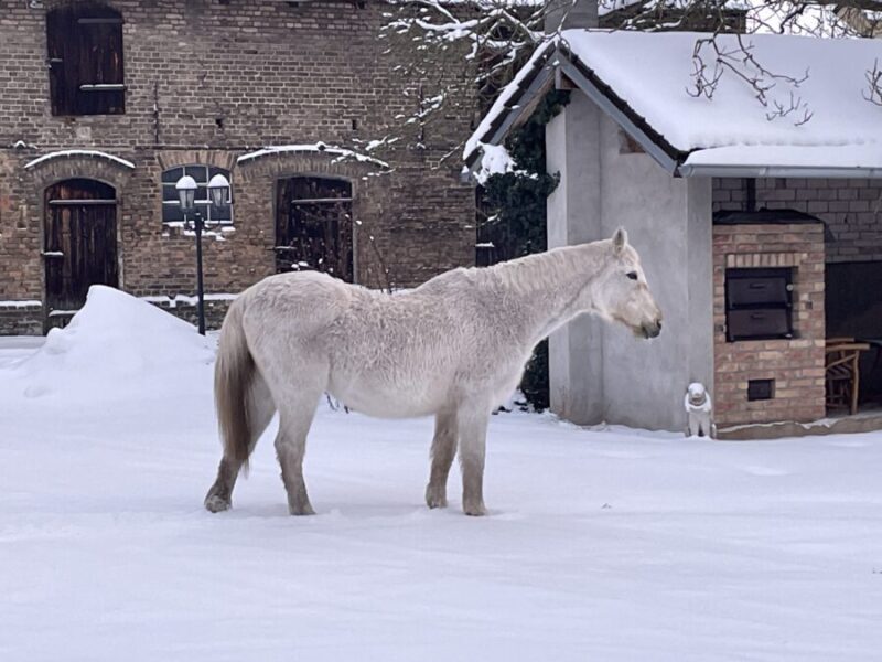 Neuro-Logisch! wirkt auch ein Kältereiz- meine 30 jährige Schimmelstute ist nicht überzeugt...