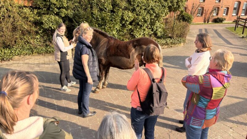Die wichtigste Frage beim Reiten überhaupt: passt der Stalle dem Reiter UND dem Pferd? Nur dann können beide gesund reiten.