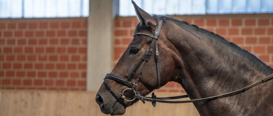 PferdeLiebe-fair reiten